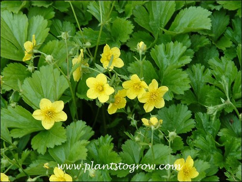 A close up of the yellow flowers.